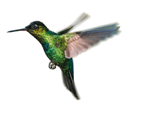 colibri