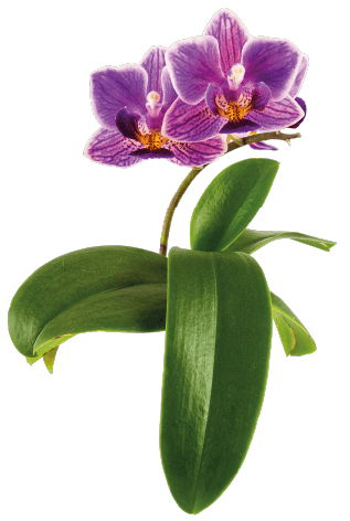 orquidea